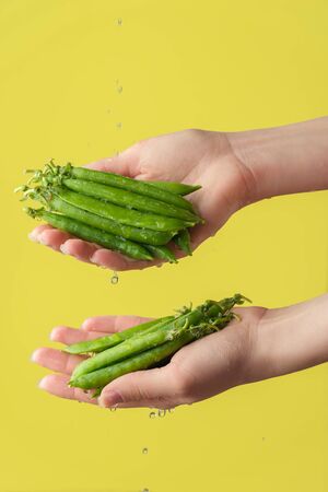 Female hands washing green pea beans on the yellow saturated background. Concept of the importance of washing vegetables under quarantineの写真素材