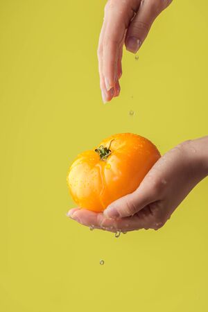 Female hands washing yellow tomato on the yellow saturated background. Concept of the importance of washing vegetables under quarantineの写真素材