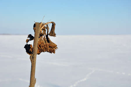 Dried dead sunflower plant against the background of a snowy cold fieldの写真素材