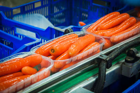 Smooth and attractive washed carrot roots in plastic box. Vegetable processing.の写真素材