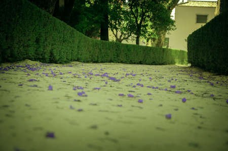 A path in the park covered with the purple flower petalsの写真素材