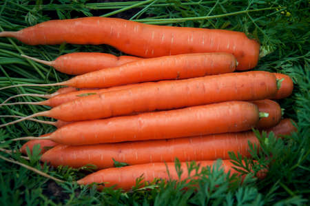 Smooth and attractive washed carrot roots with foliage background. A vegetable harvesting.の写真素材