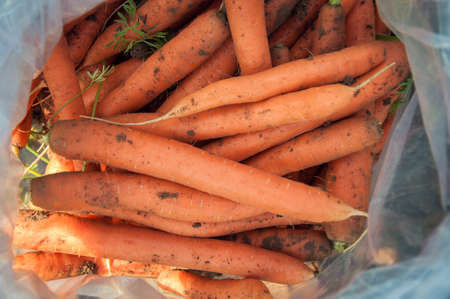 Harvested carrot roots in a plastic bag. Farming and gardening. A vegetable yielding.の写真素材