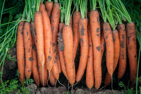 Smooth and attractive carrot roots with foliage dug into the field. Farming and gardening. Vegetable harvesting.の写真素材