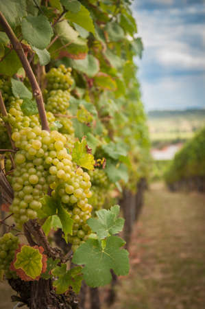 Vineyard summer landscape in Germany. Farm winery and wine growing. Green grapes on the plants.の写真素材