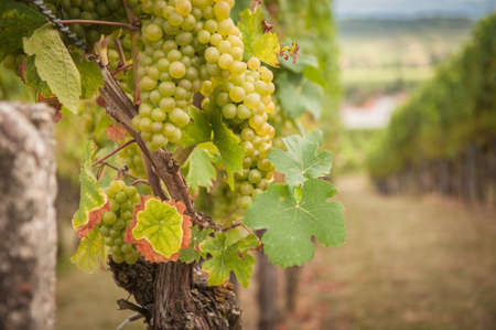 A vine with green grapes. Vineyard summer landscape. Farm winery and wine growing.の写真素材
