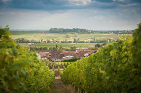 Rows of vines with green grapes. Vineyard summer landscape with small village on the background. Farm winery and wine growing.の写真素材