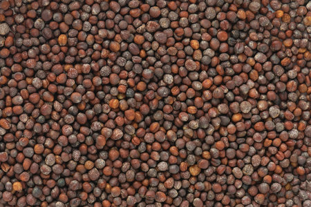 Cabbage seeds. Top view. Flat lay. Directly above.の写真素材