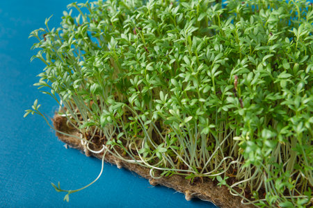Watercress microgreens on the blue textured backgroundの写真素材