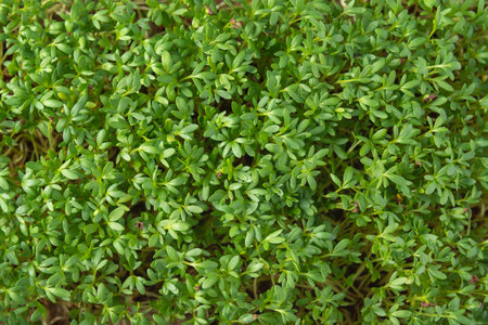 Watercress microgreens in the growing box on the white textured background. Top view.の写真素材