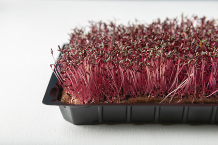 Amaranth microgreens in the growing box on the white textured backgroundの写真素材