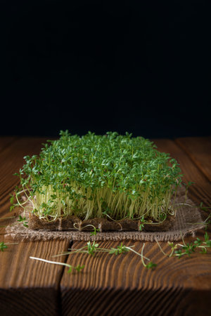 Watercress microgreens on the burlap napkin and the textured backdropの写真素材
