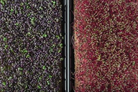 Basil and amaranth microgreens in the growing pots. Top view.の写真素材