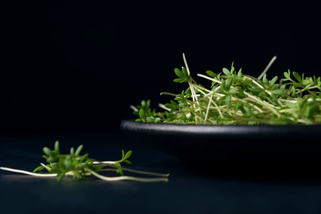 Black plate with watercress microgreens on the dark backgroundの写真素材