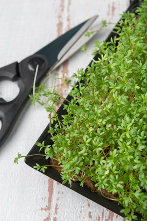 Watercress microgreens pot with scissors on the white wooden textured backgroundの写真素材
