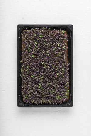 Purple and green basil microgreens in the growing box on the white textured background. Top view. Directly above.の写真素材