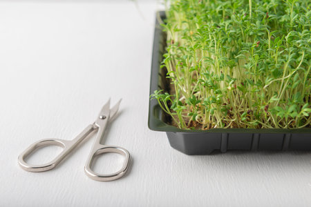 Watercress microgreens in the growing box and scissors on the white textured backgroundの写真素材