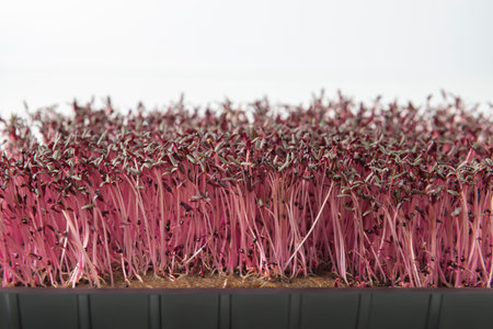 Amaranth microgreens in the growing box on the white backgroundの写真素材