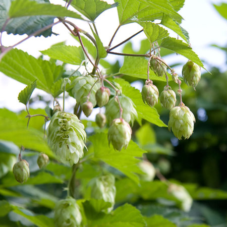 Hop cones with green leaves