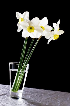 Close up of vase of blooming daffodils isolated on black background.の写真素材