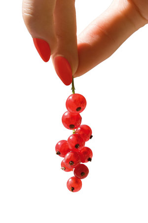 Red Currant hanging on a hand.の写真素材
