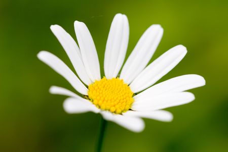 White daisy in the green Backgroundの写真素材