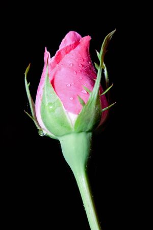 A peach rose covered in a thick morning dew. の写真素材