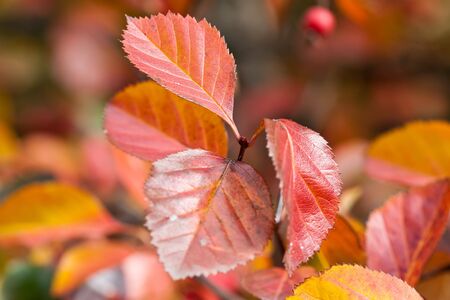 Leaves. Beautiful colors of autumn.の写真素材