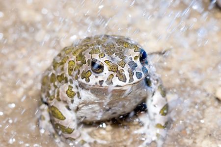 toad in the rainの写真素材