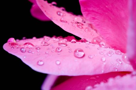 A peach rose covered in a thick morning dew. の写真素材