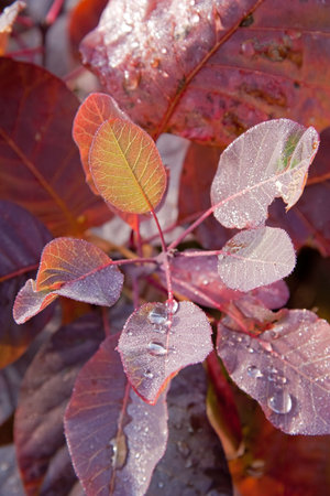 Leaves. Beautiful colors of autumn.