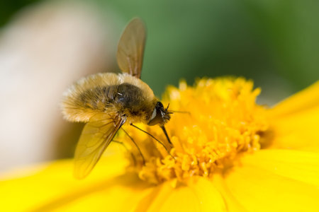 Bee-Fly collecting pollen from forget me not (Bombylius major)の写真素材