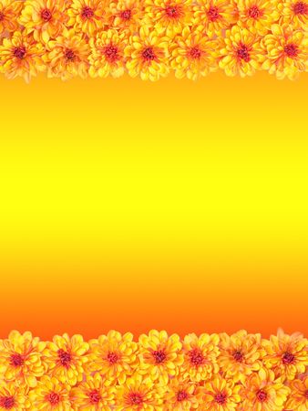 A border of orange chrysanthemum.の写真素材