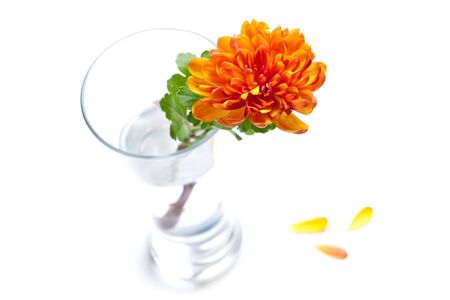 orange chrysanthemum flower in a vase on a table against white backgroundの写真素材