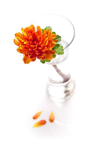 orange chrysanthemum flower in a vase on a table against white backgroundの写真素材
