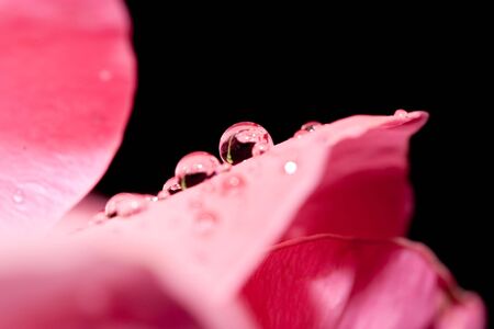 A peach rose covered in a thick morning dew. の写真素材