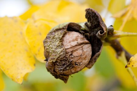Ripe walnuts on treeの写真素材