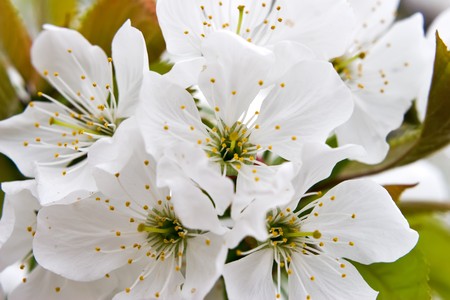 Cherry blossom close-up. White flowersの写真素材