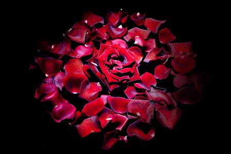 red rose and petals. Black backgroundの写真素材