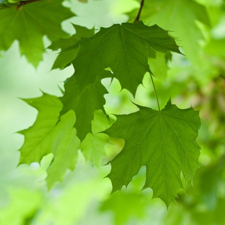 Leaves. Beautiful colors of summerの写真素材