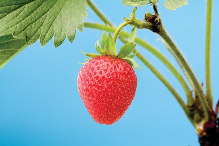 Fresh strawberry object on a blue backgroundandの写真素材