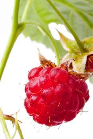 Fresh raspberry object on a white backgroundandの写真素材