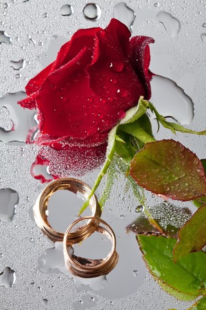 beautiful close-up rose and wedding rings with water dropsの写真素材