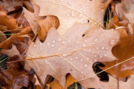 Leaves. Beautiful colors of autumn.の写真素材