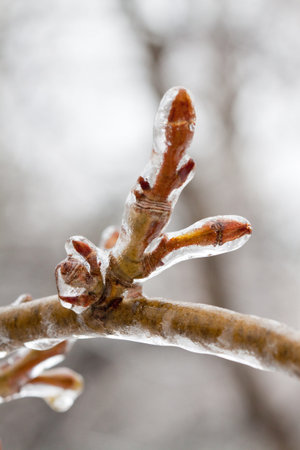 Frozen branch の写真素材