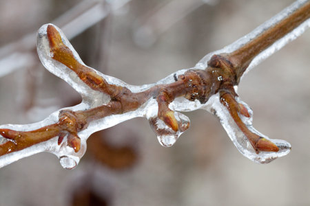 Frozen branch の写真素材