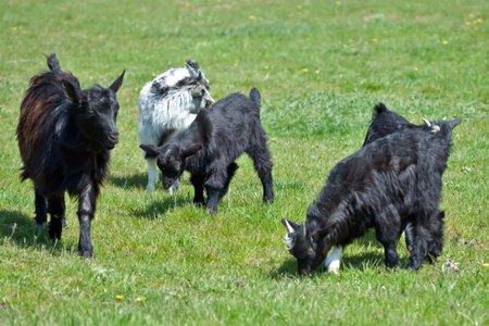 Mother with her young goat on a grass fieldの写真素材