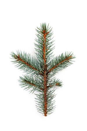Pine branch isolated on whiteの写真素材