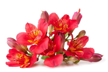 Alstroemeria flower isolated on whiteの写真素材