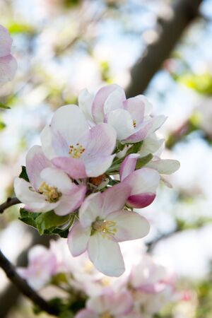 apple blossom close-up. White flowersの写真素材